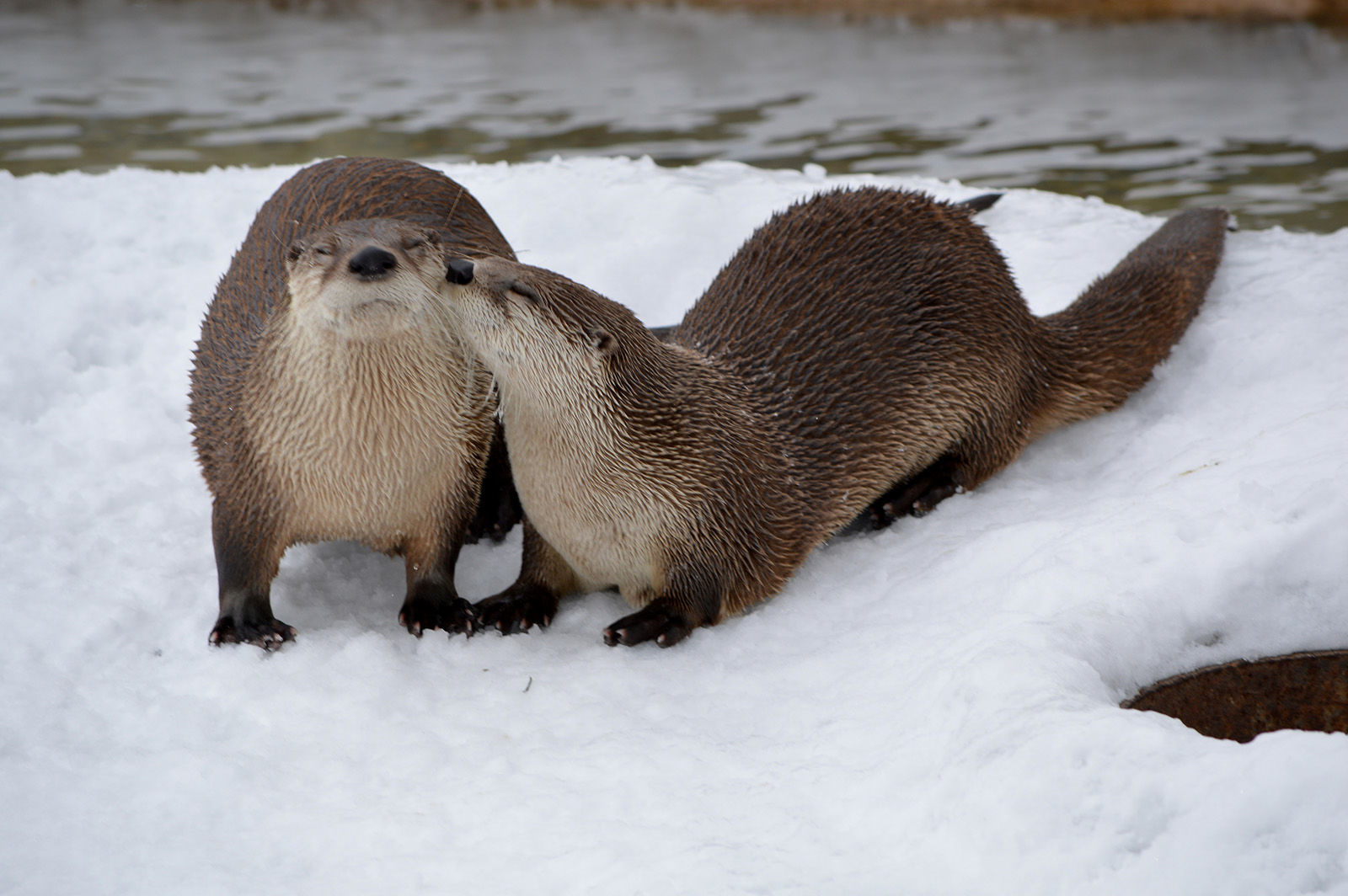 Otters